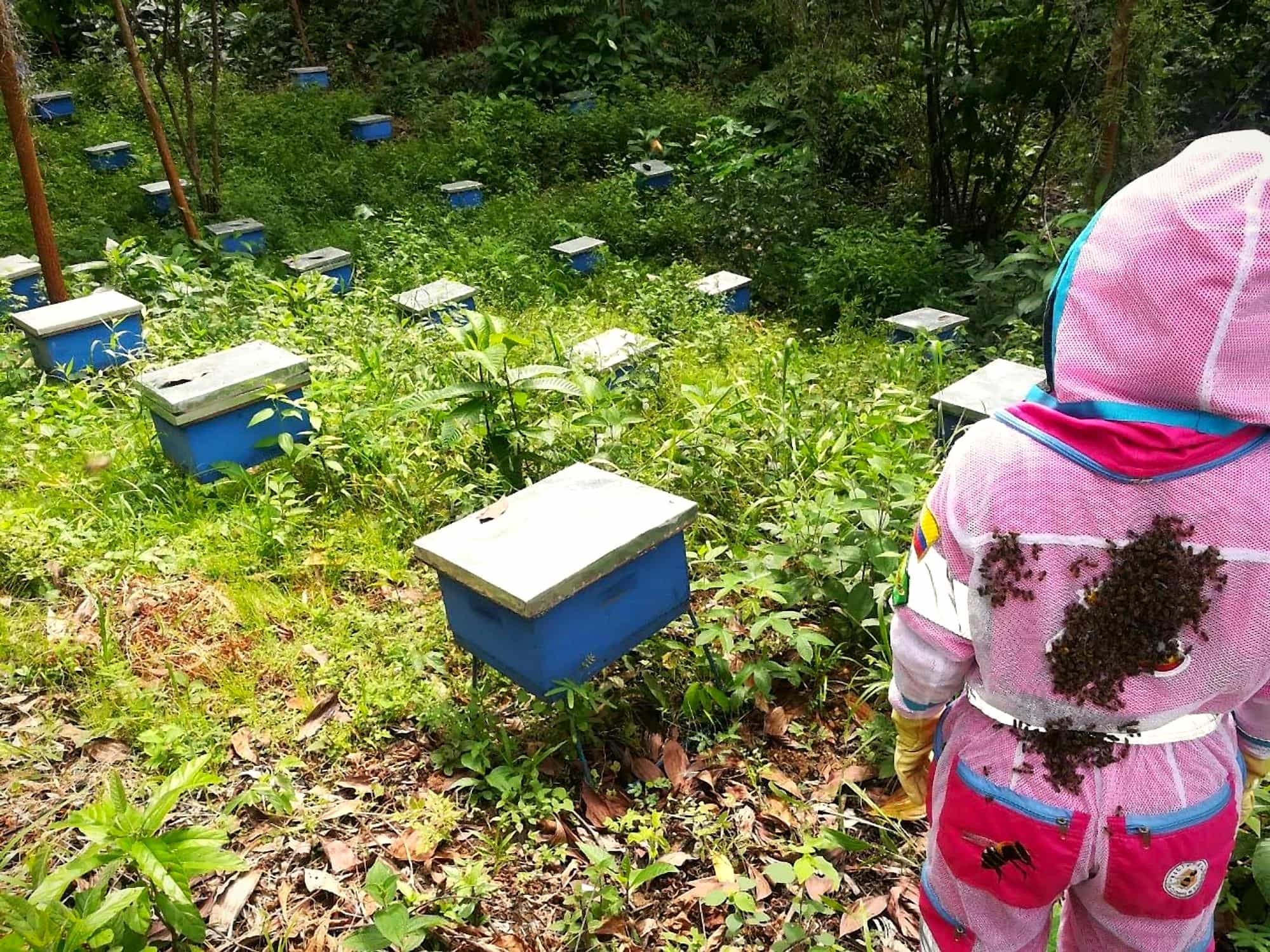 Abejas posadas sobre el traje de una apicultora frente a un apiario de colmenas azules en Tierralta