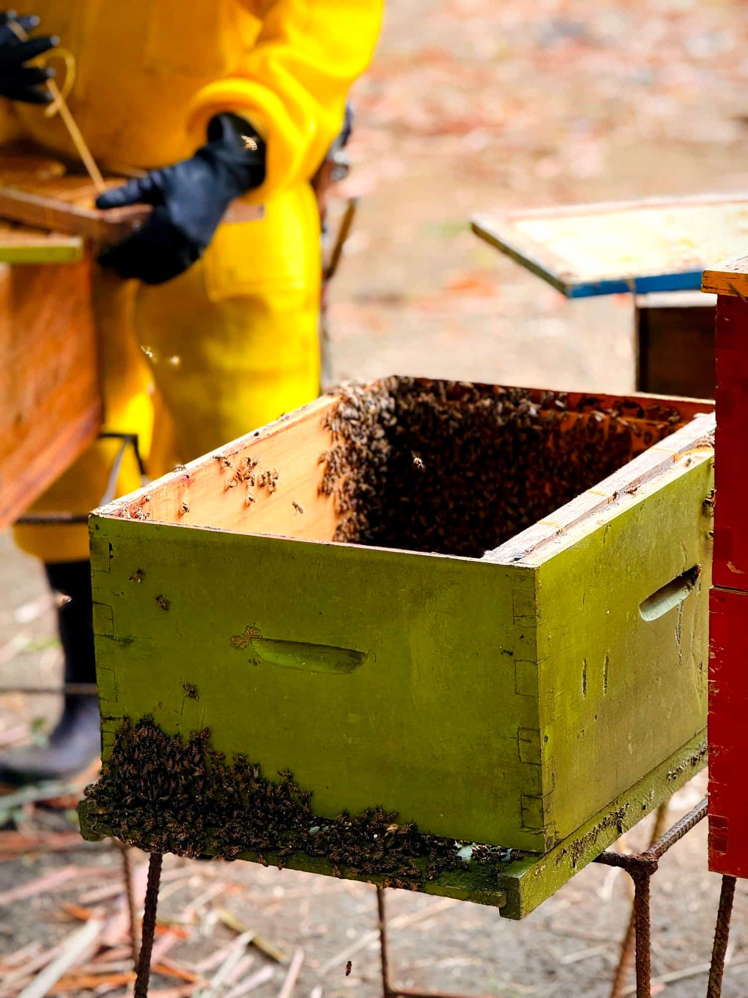Colmena con abejas en un apiario de Tierralta, Córdoba