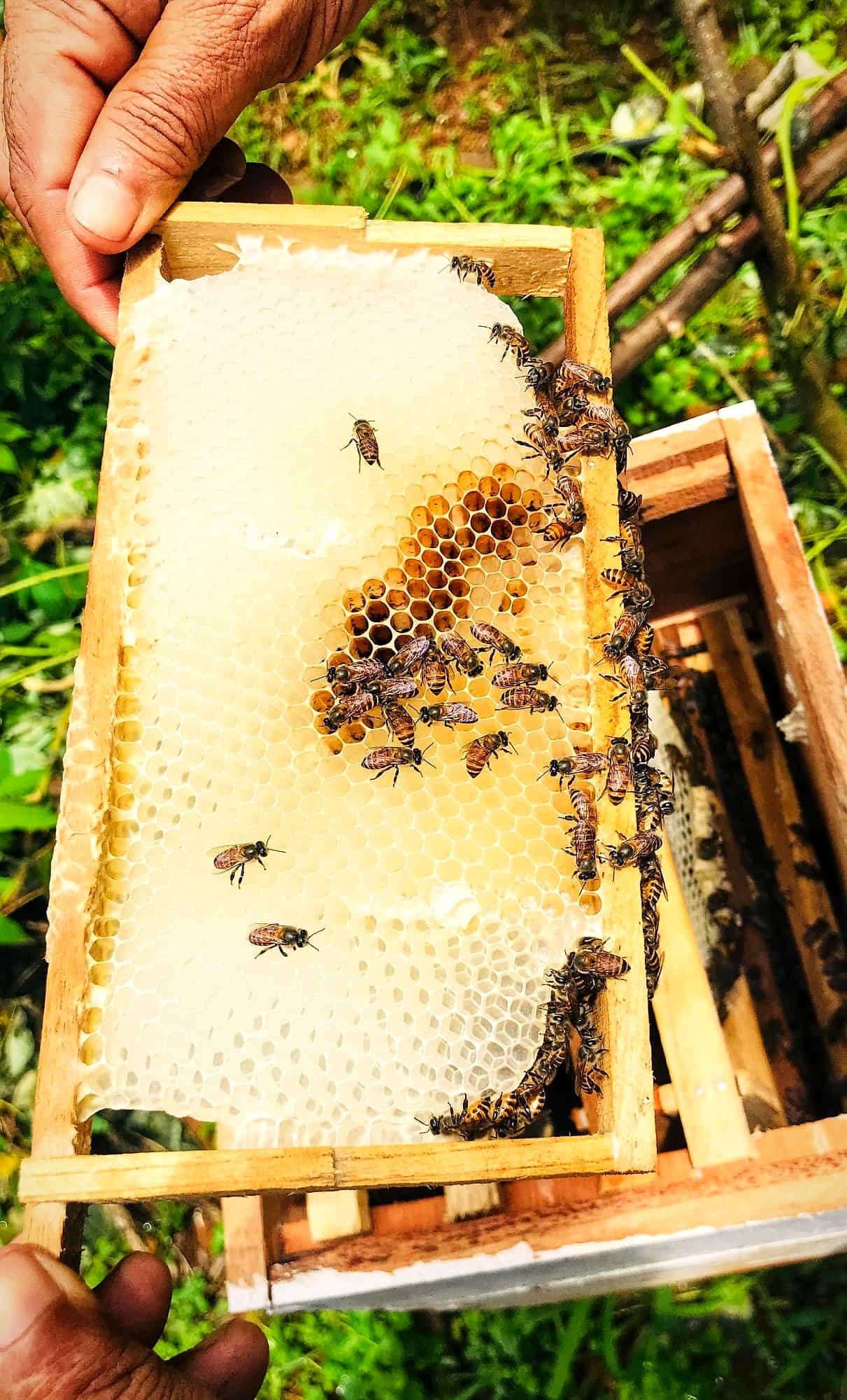 Manos sostienen un marco de madera con panal nuevo y abejas