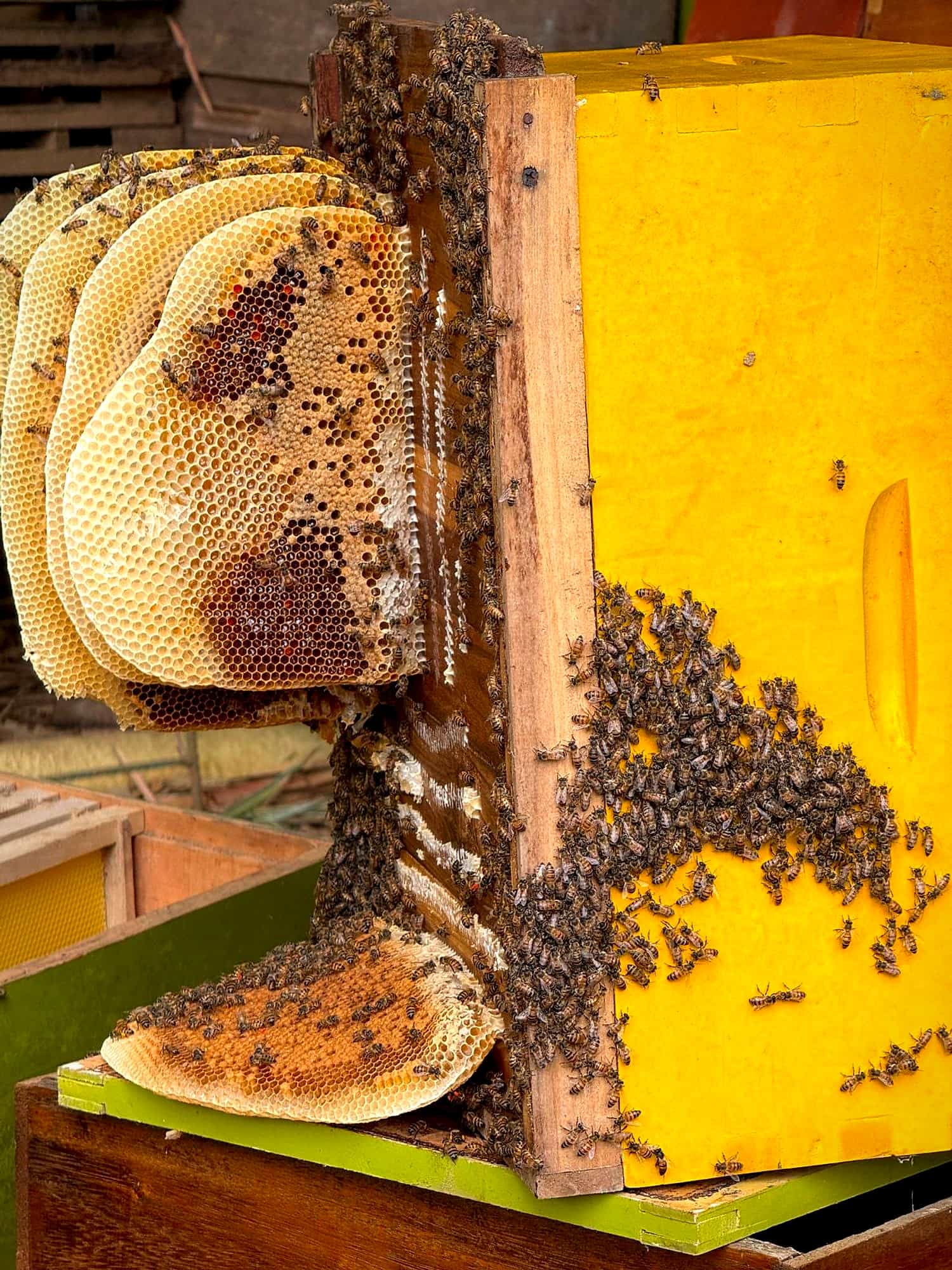 Panales naturales cubiertos de abejas sobre una colmena amarilla en Tierralta