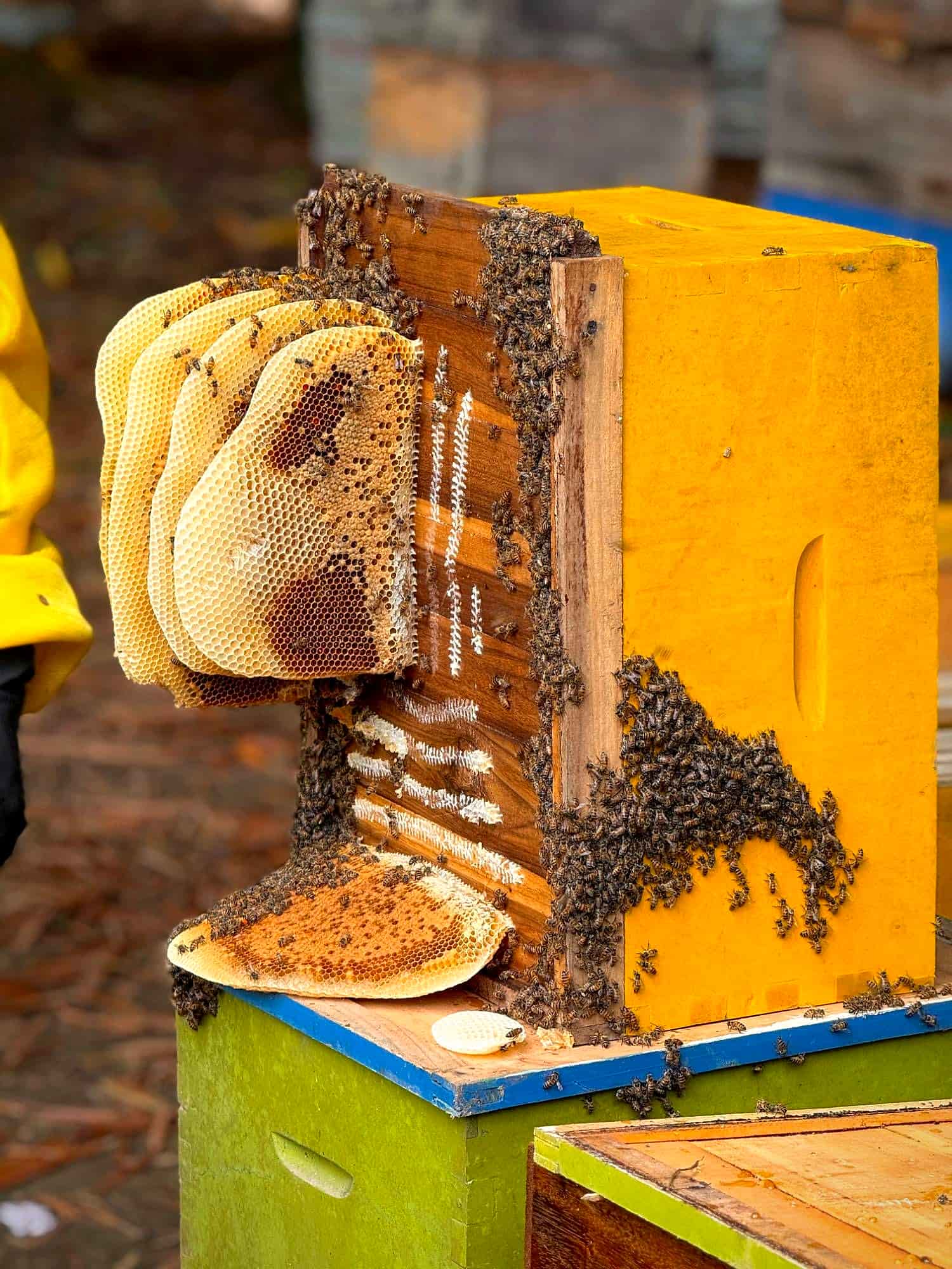 Panales naturales cubiertos de abejas sobre una colmena amarilla en Tierralta