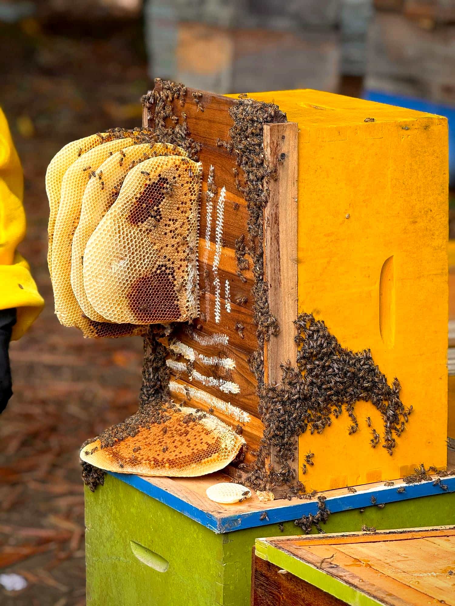 Panales naturales y abejas sobre una colmena amarilla