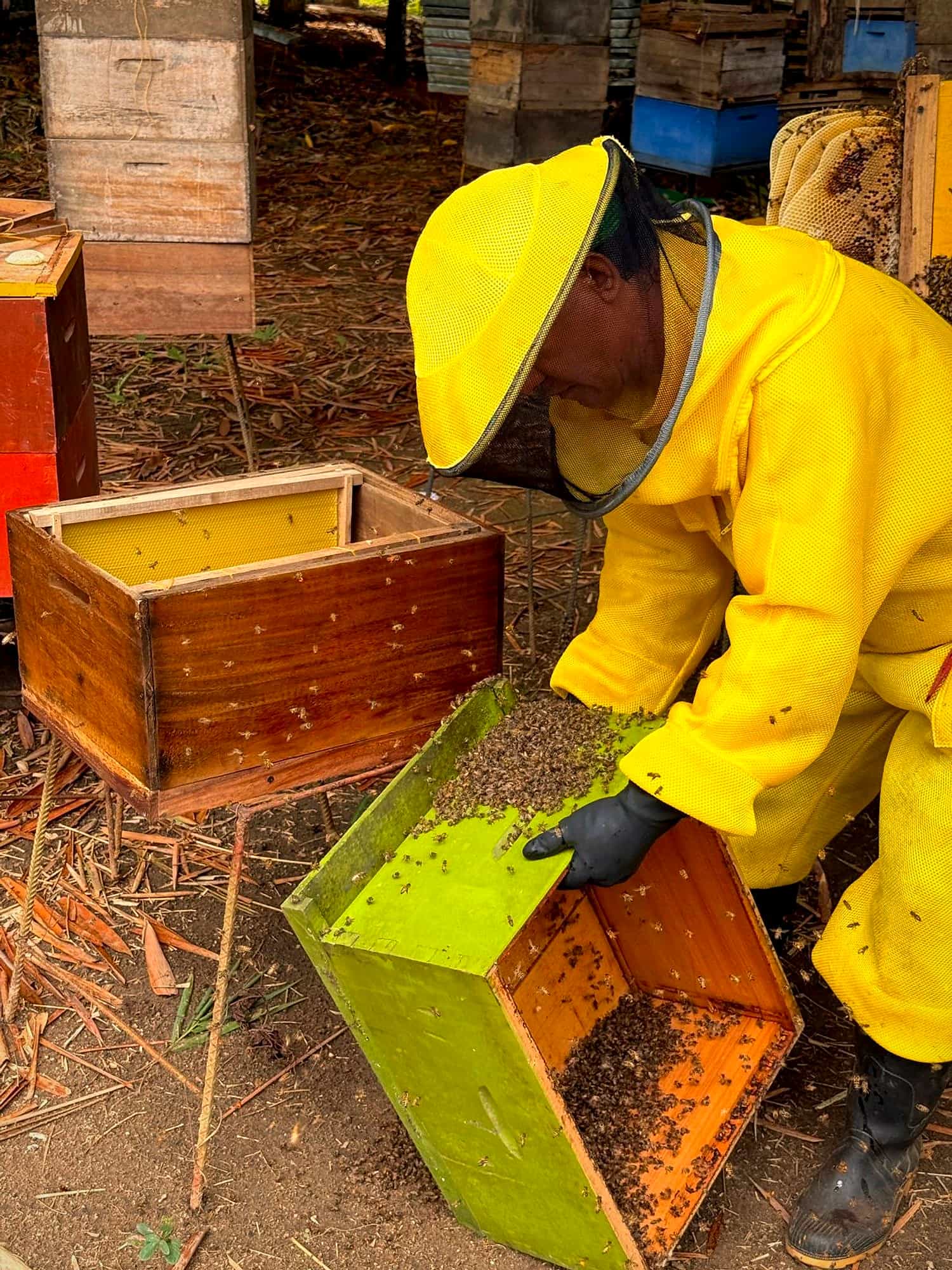 Apicultor traslada abejas entre cajas de colmena