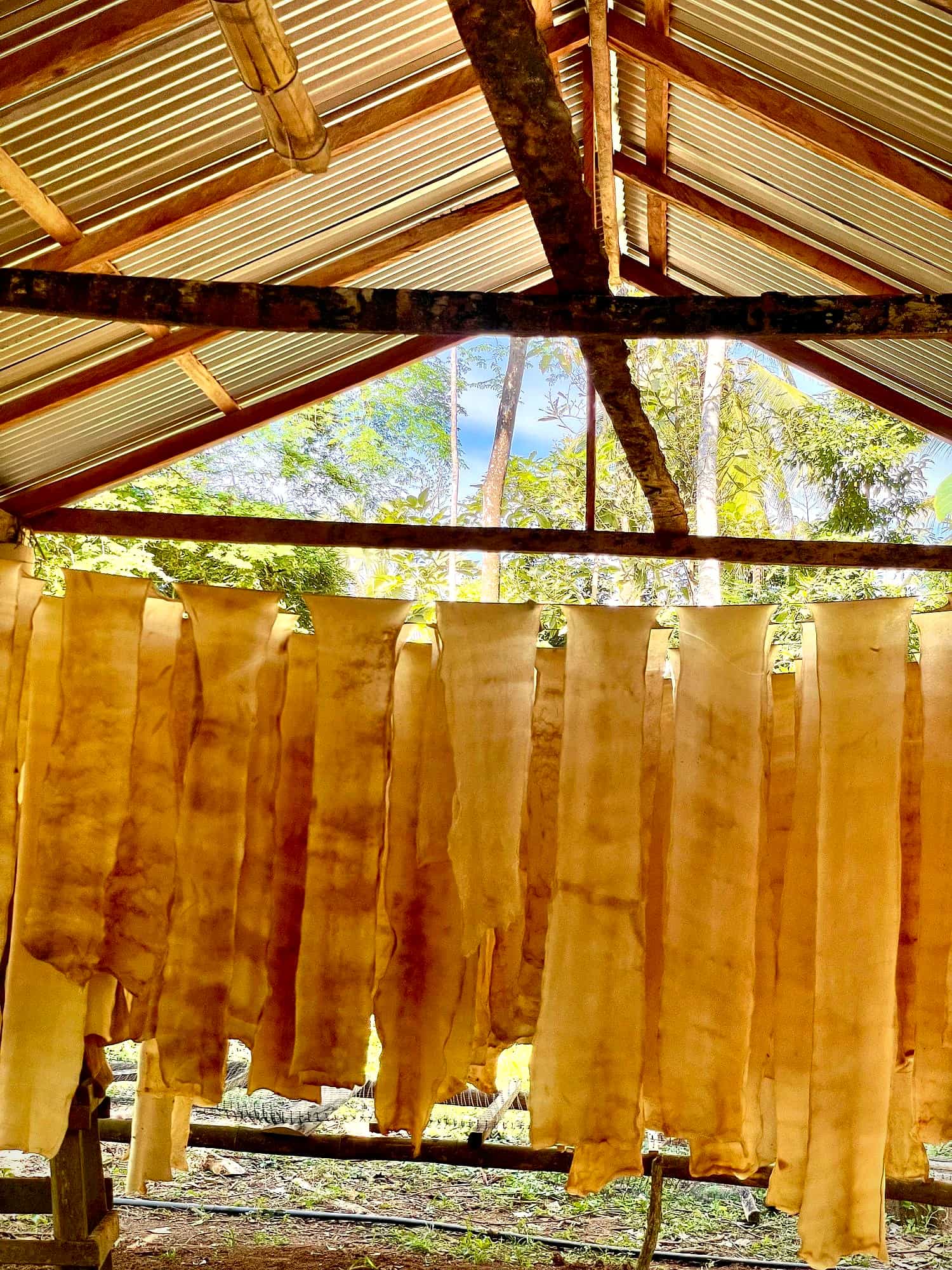 Láminas de caucho natural secándose bajo techo