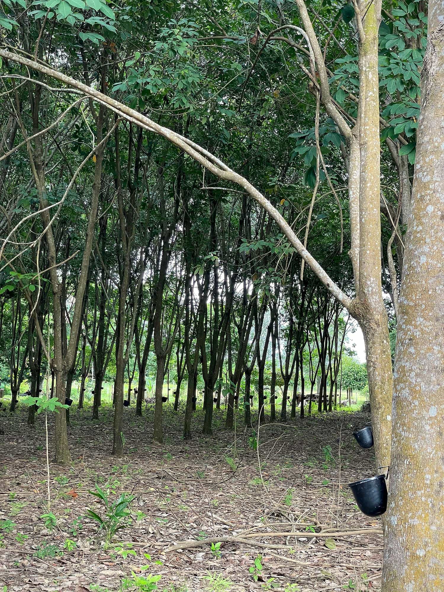 Árboles de caucho con tazas de recolección de látex