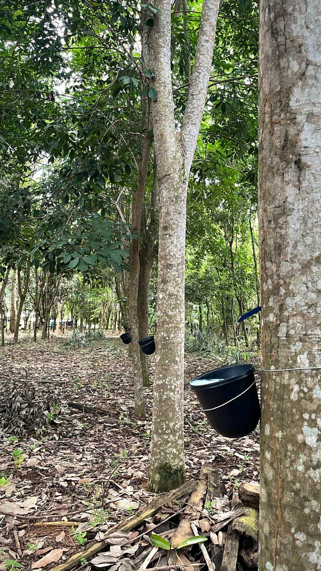 Taza recolectora con látex fresco en un árbol de caucho