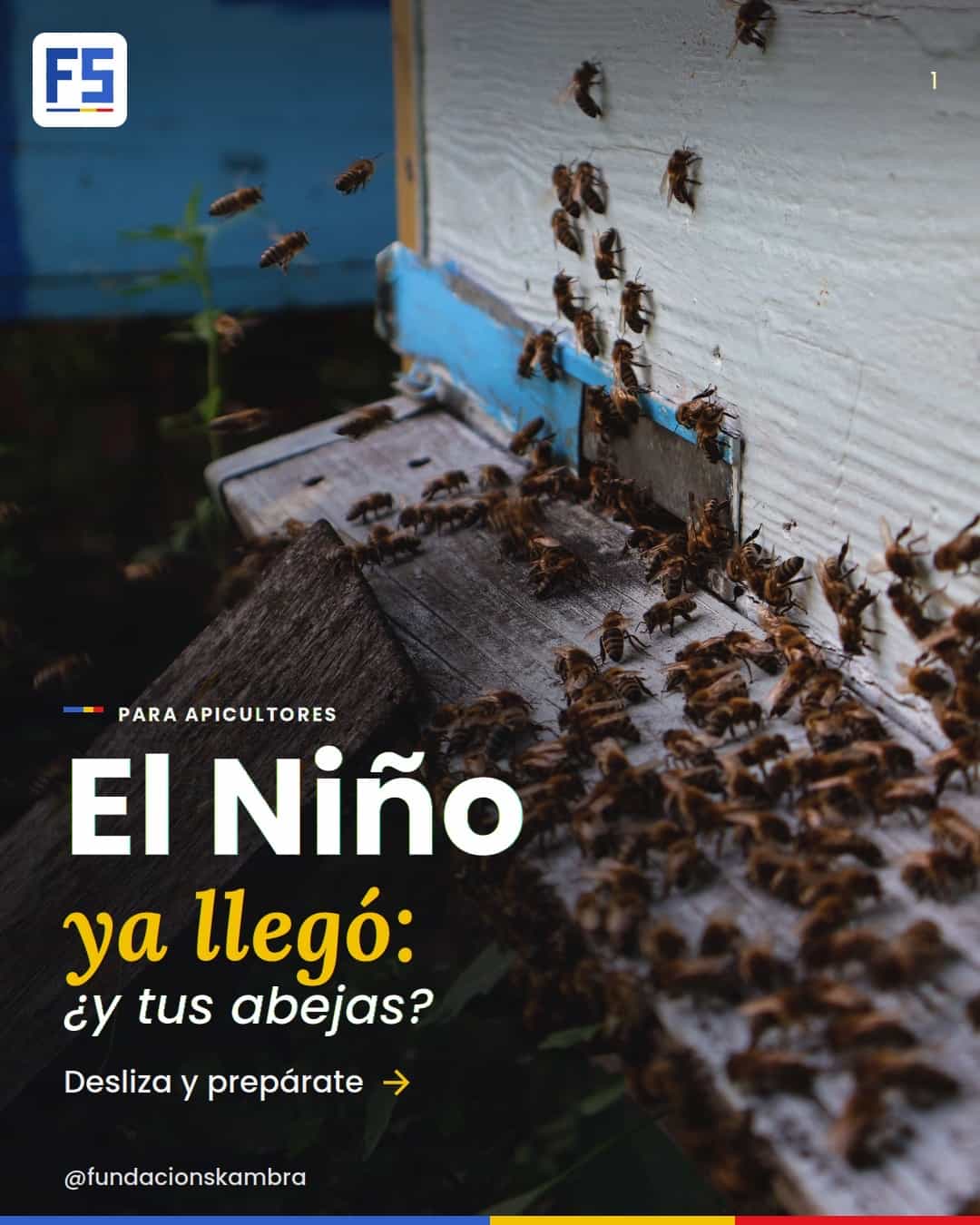 Portada: El Niño ya llegó, ¿y tus abejas? Abejas en la entrada de una colmena