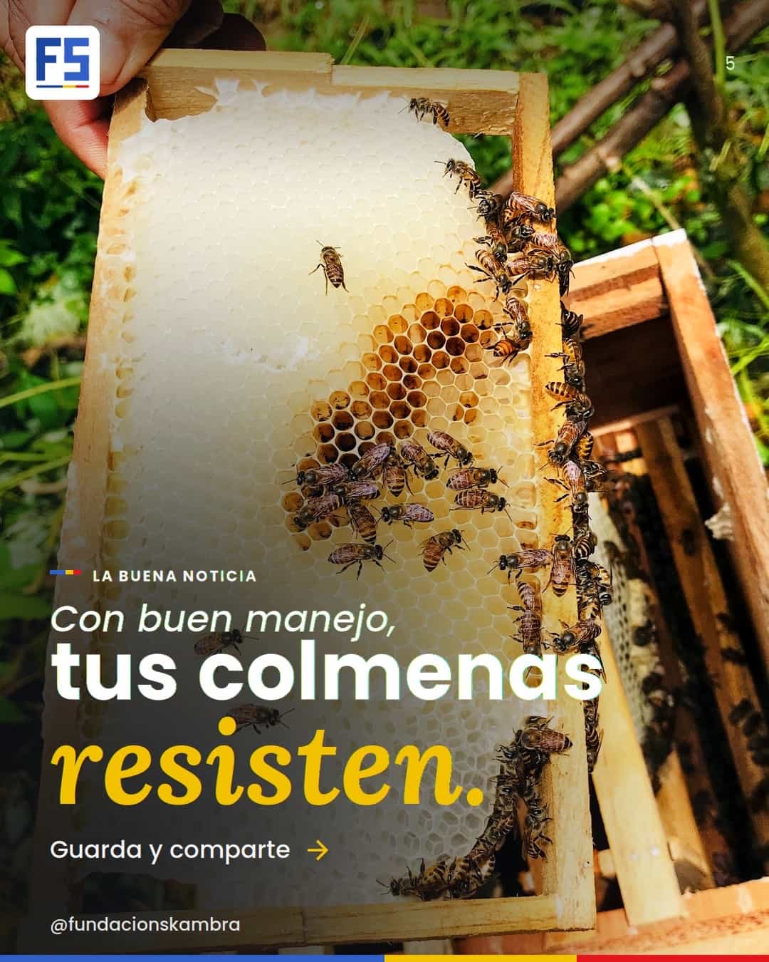 Con buen manejo, tus colmenas resisten. Marco con panal y abejas