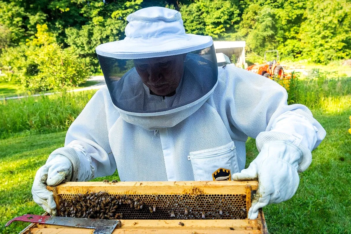 Apicultor revisa con calma un marco con abejas