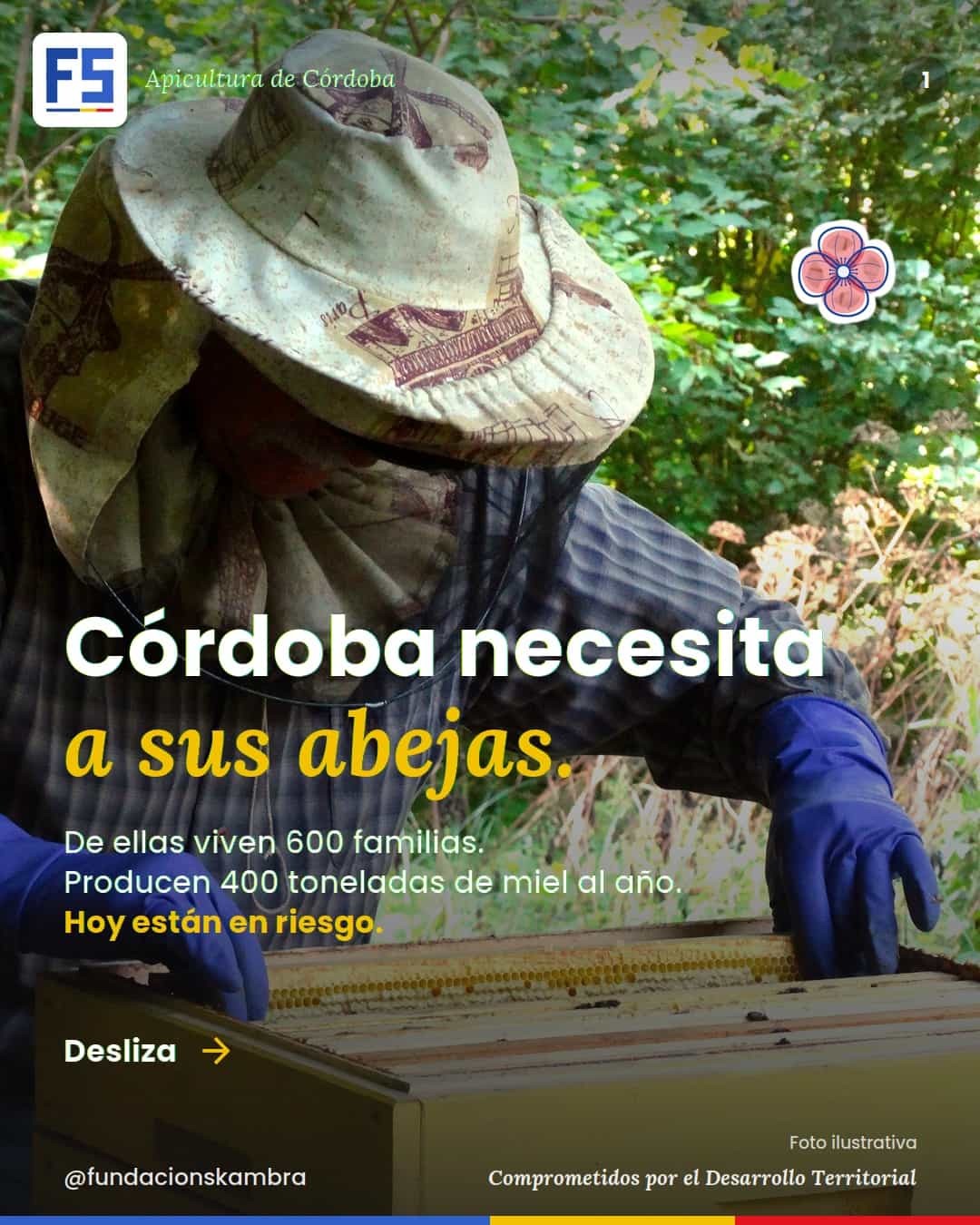 Córdoba necesita a sus abejas: de ellas viven 600 familias y producen 400 toneladas de miel al año