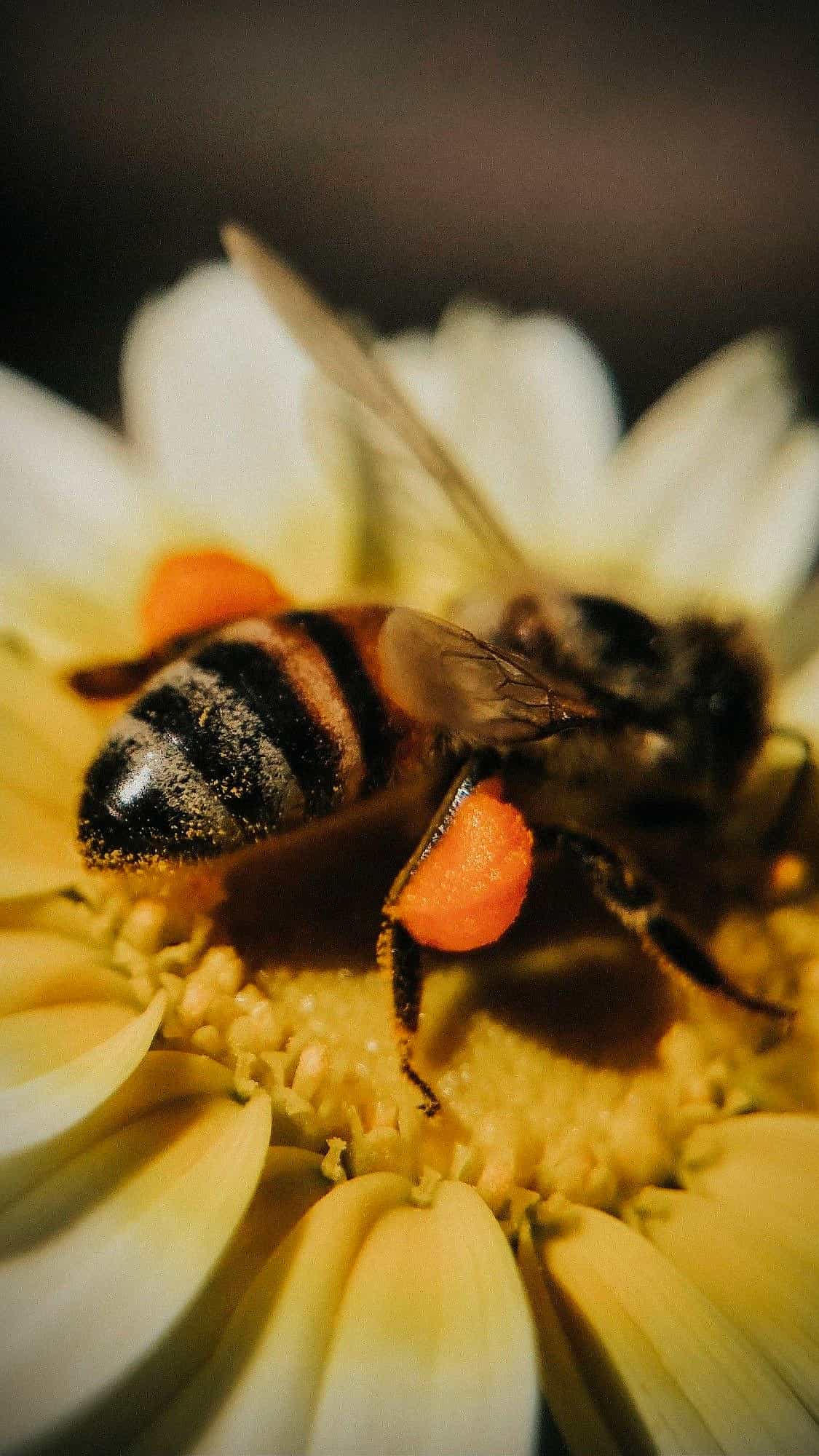 Abeja cargada de polen sobre una flor