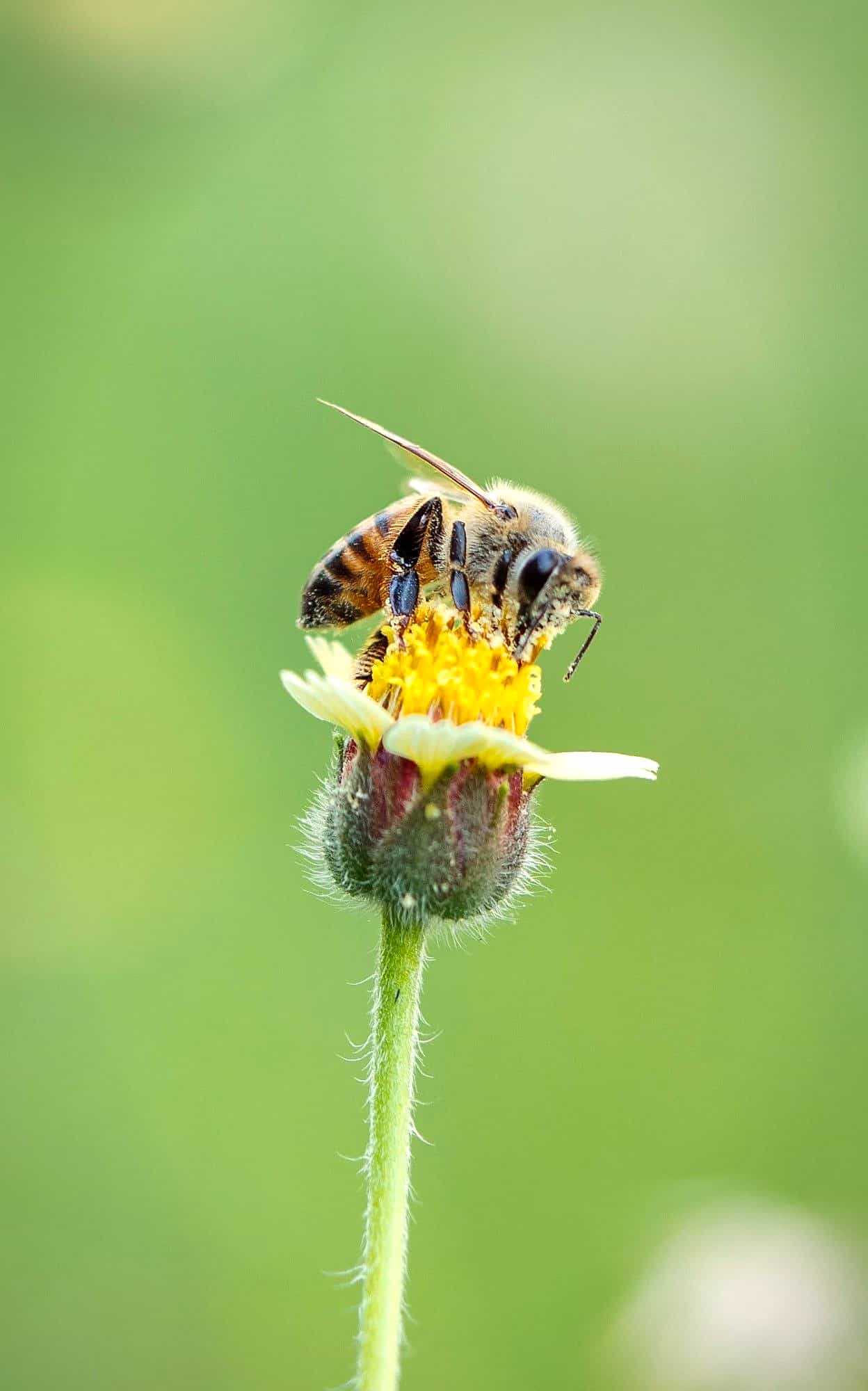 Abeja recolectando polen en una flor silvestre