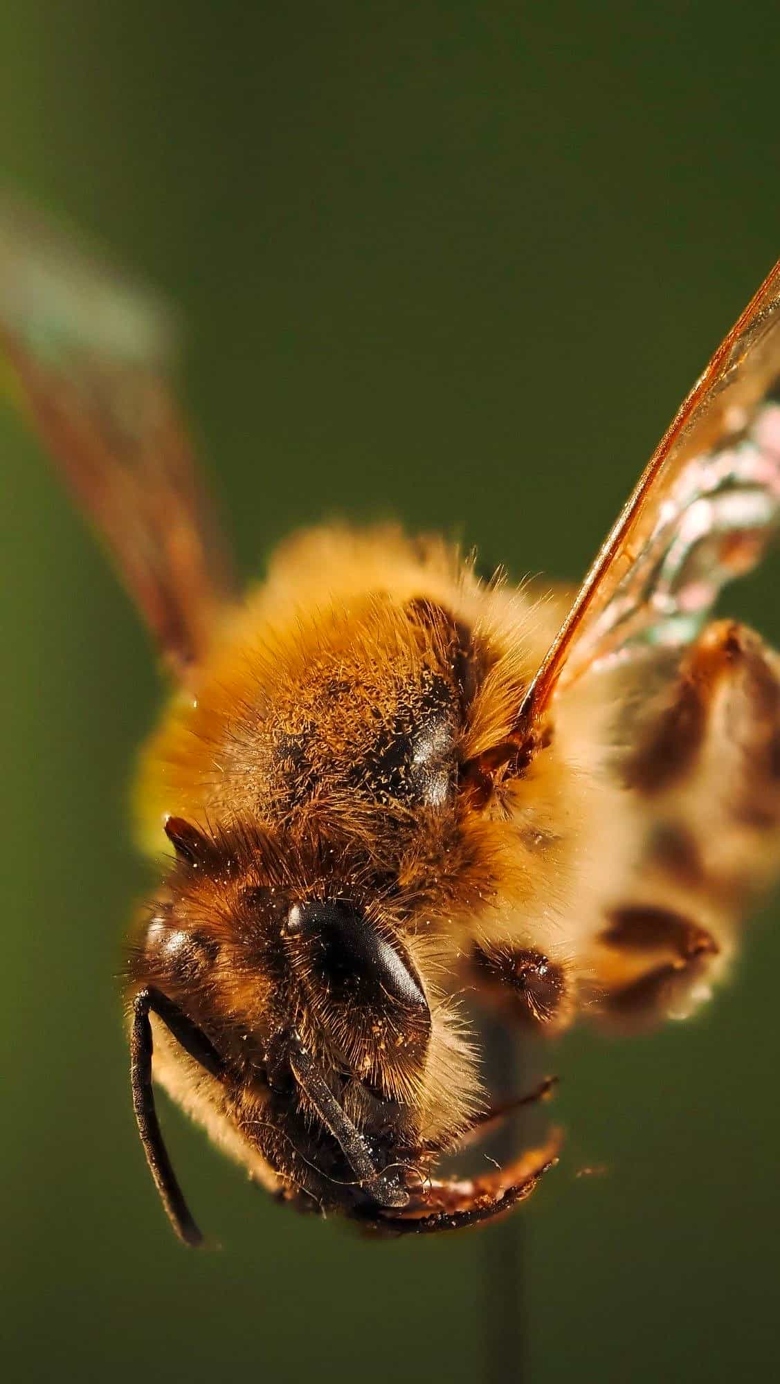 Abeja en pleno vuelo, vista de cerca