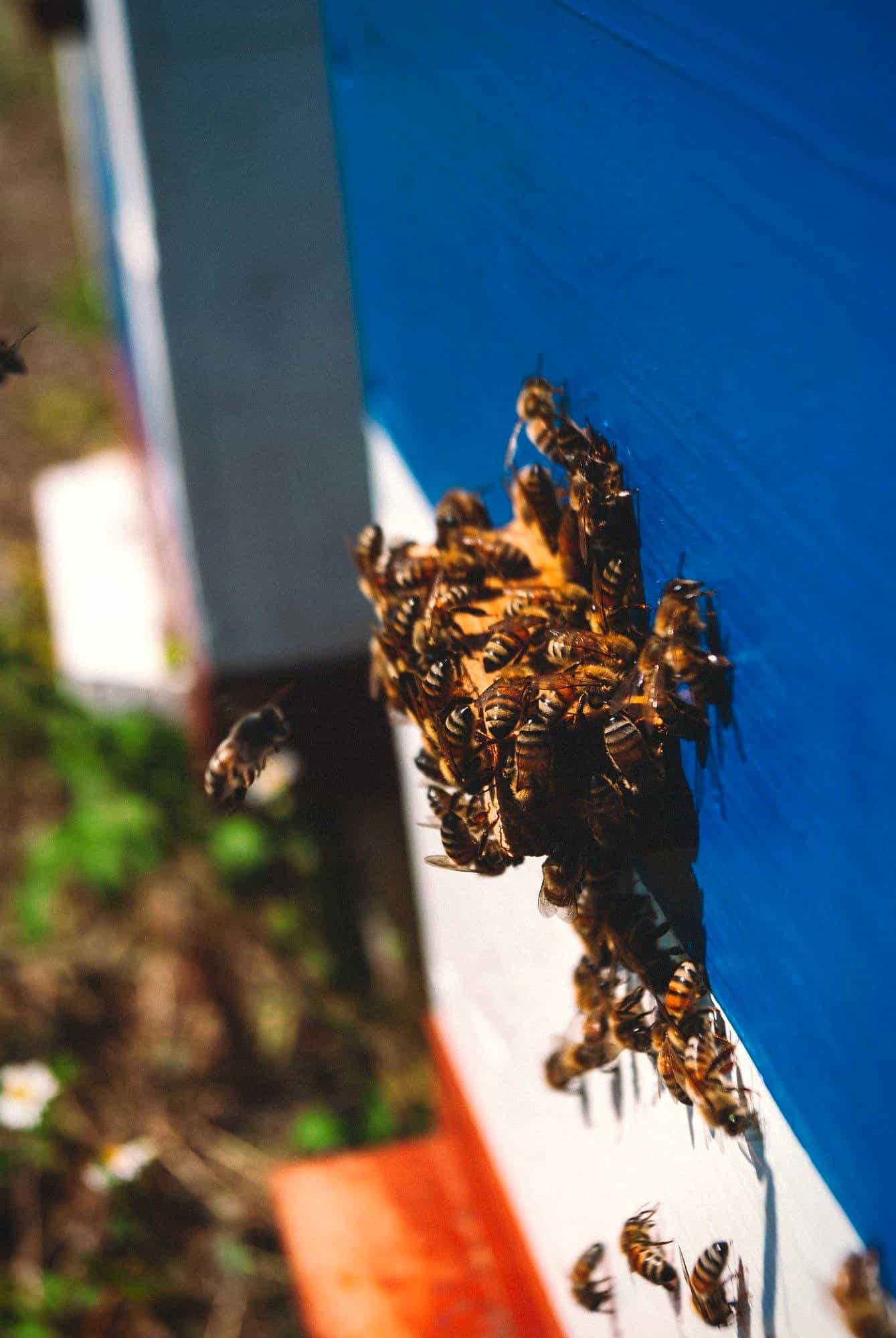 Abejas trabajando juntas en la entrada de una colmena azul