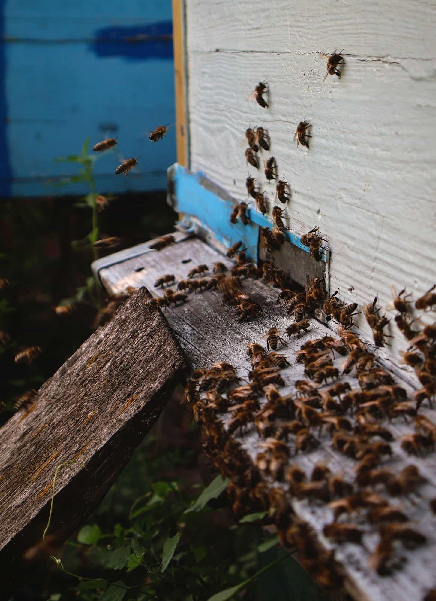 Abejas entrando y saliendo por la piquera de una colmena de madera