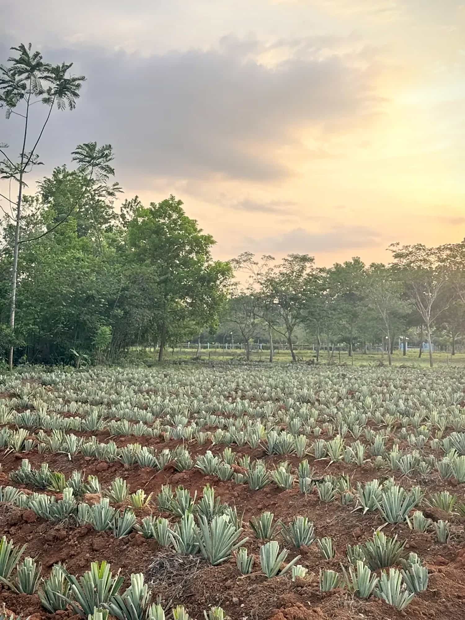 Lote de piña recién sembrada junto al bosque en Tierralta