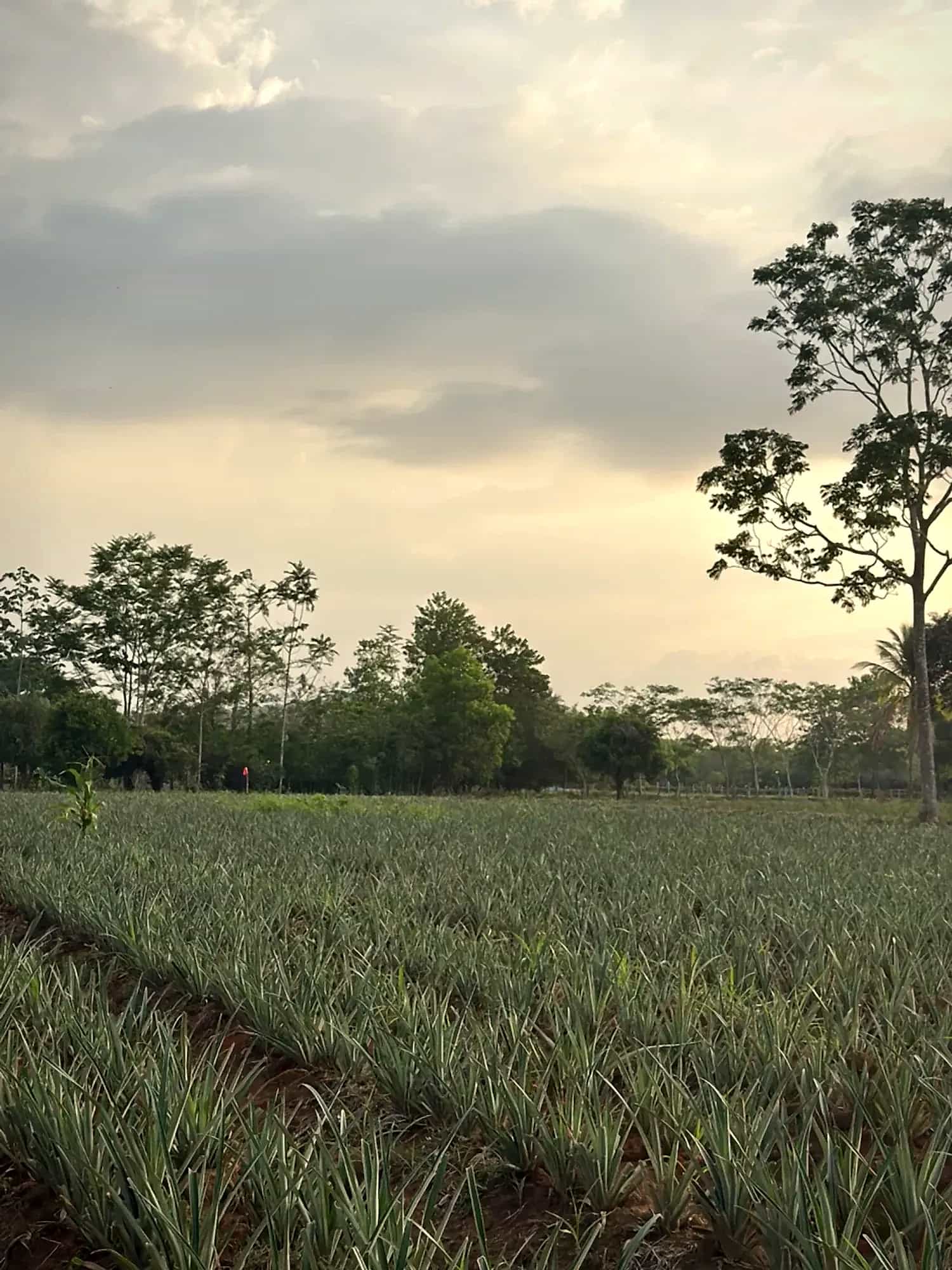 Cultivo de piña Oro Miel en Tierralta