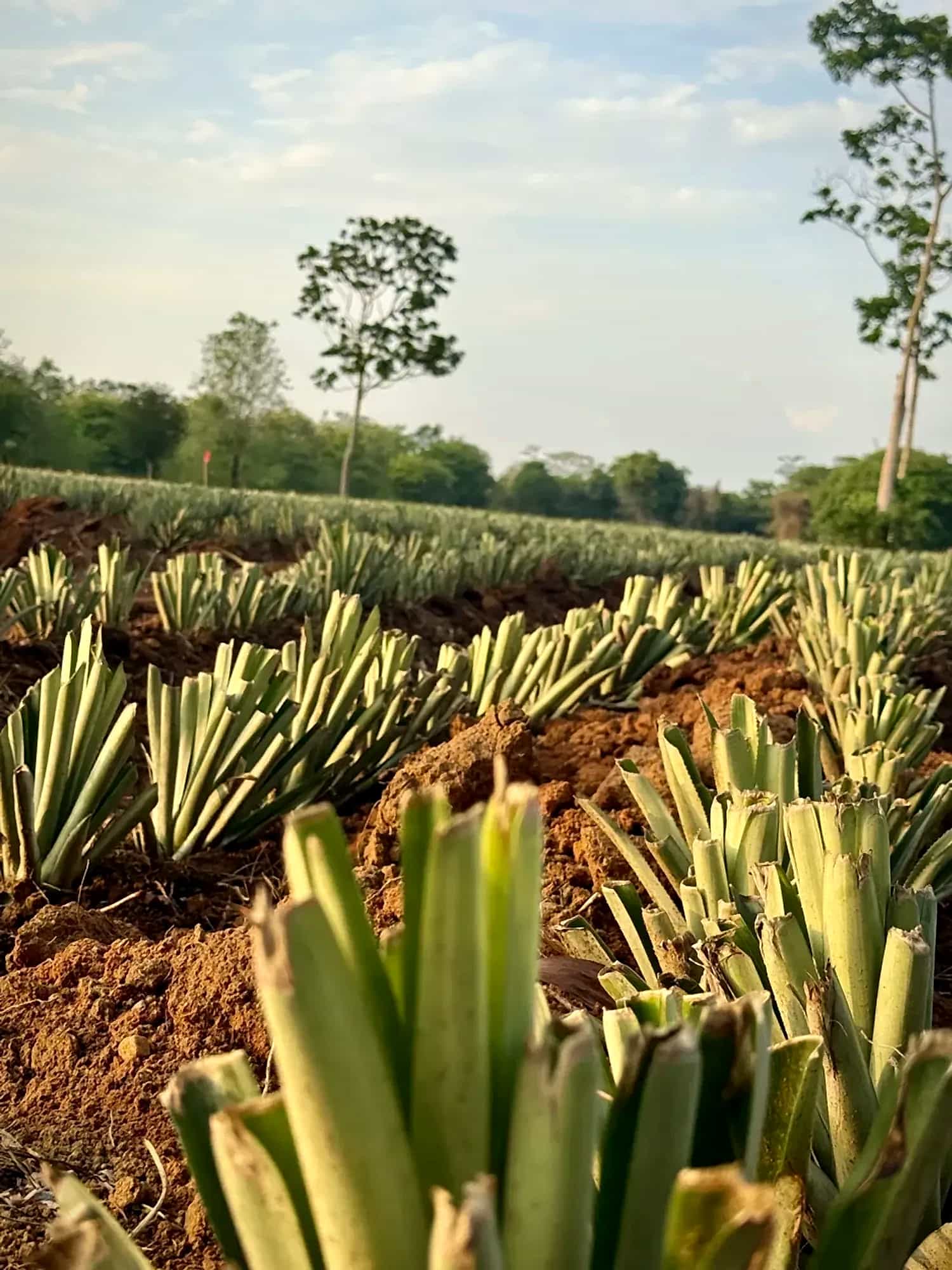 Surcos de plantas jóvenes de piña Oro Miel en tierra roja de Tierralta